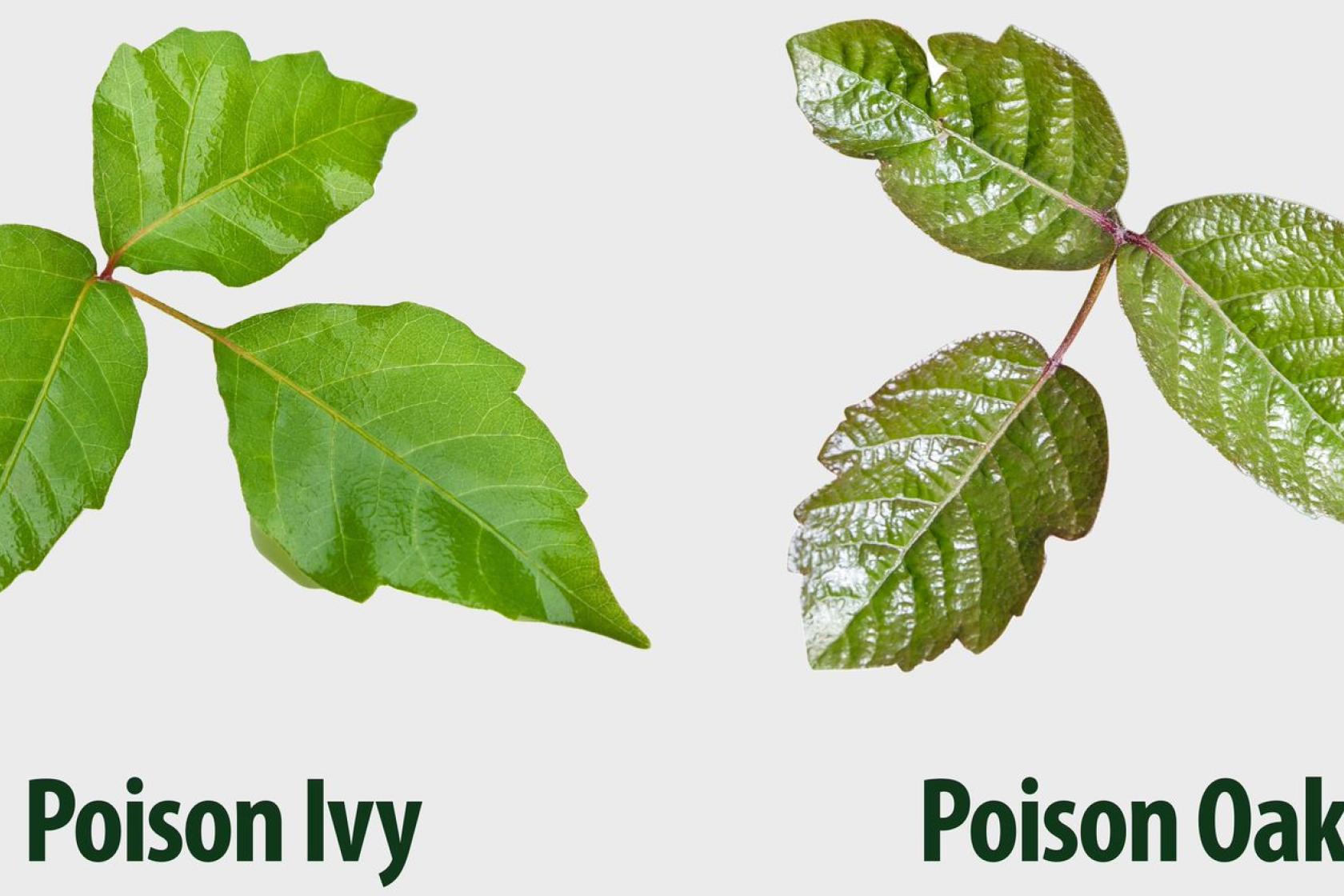 poison ivy vs. poison oak