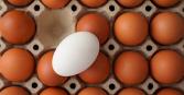 Which Comes First, Egg Quality or Safety? 